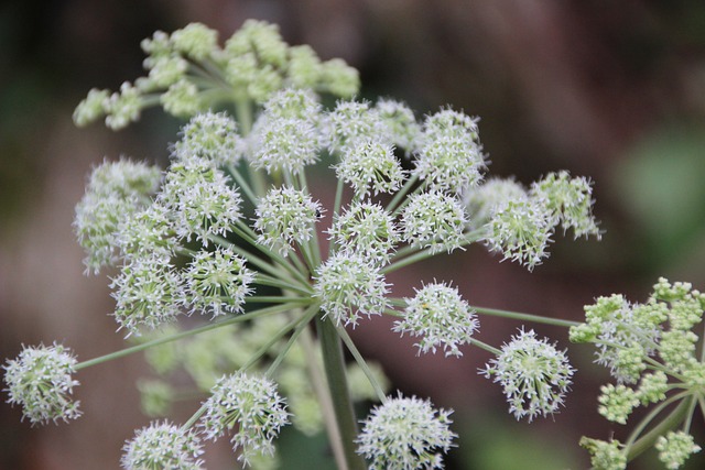 Andělika lékařská - Archangelica officinalis